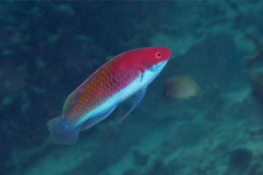 Redeyed fairly Wrasses.jpg