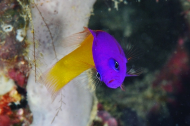 バイカラードティーバック　（Pseudochromis paccagnellae）.jpg