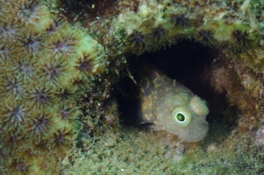 segmentedblenny.jpg