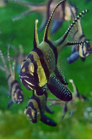 bangai1.jpg