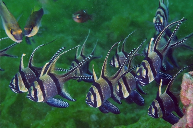 bangai8.jpg