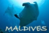 maldives0610.jpg